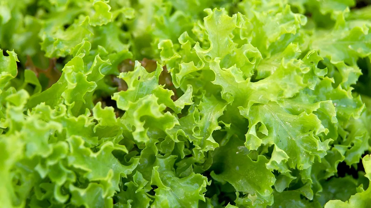 lettuce