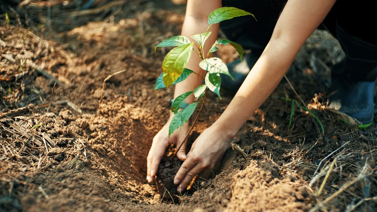 planting trees.jpg