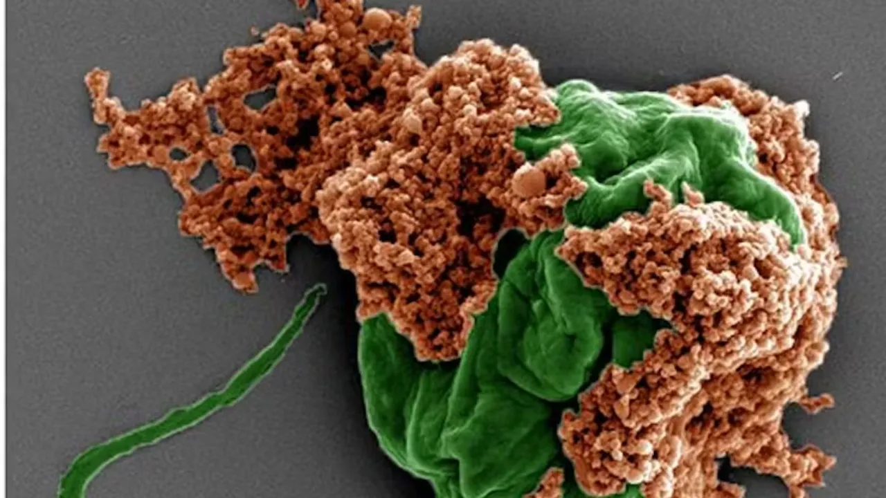 Part algae, part red blood cell, these microrobots can travel to hard-to-reach tumors deep in the lungs