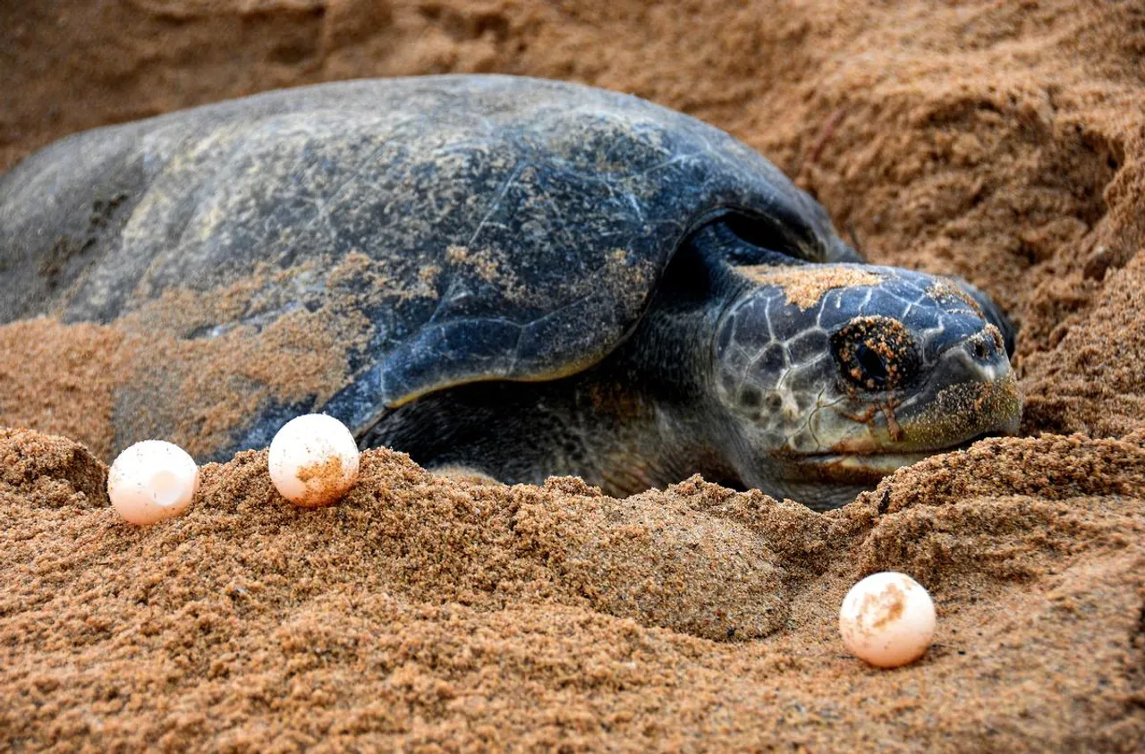 Olive Ridley Odisha