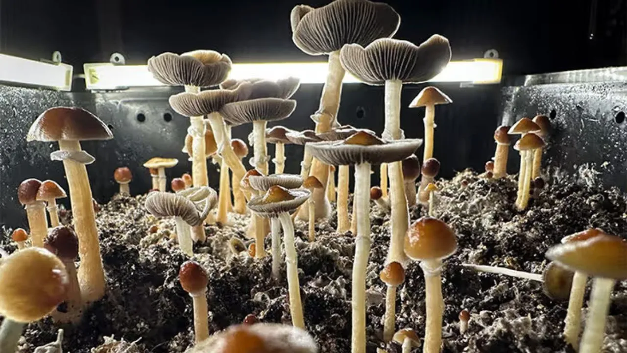 Psilocybin