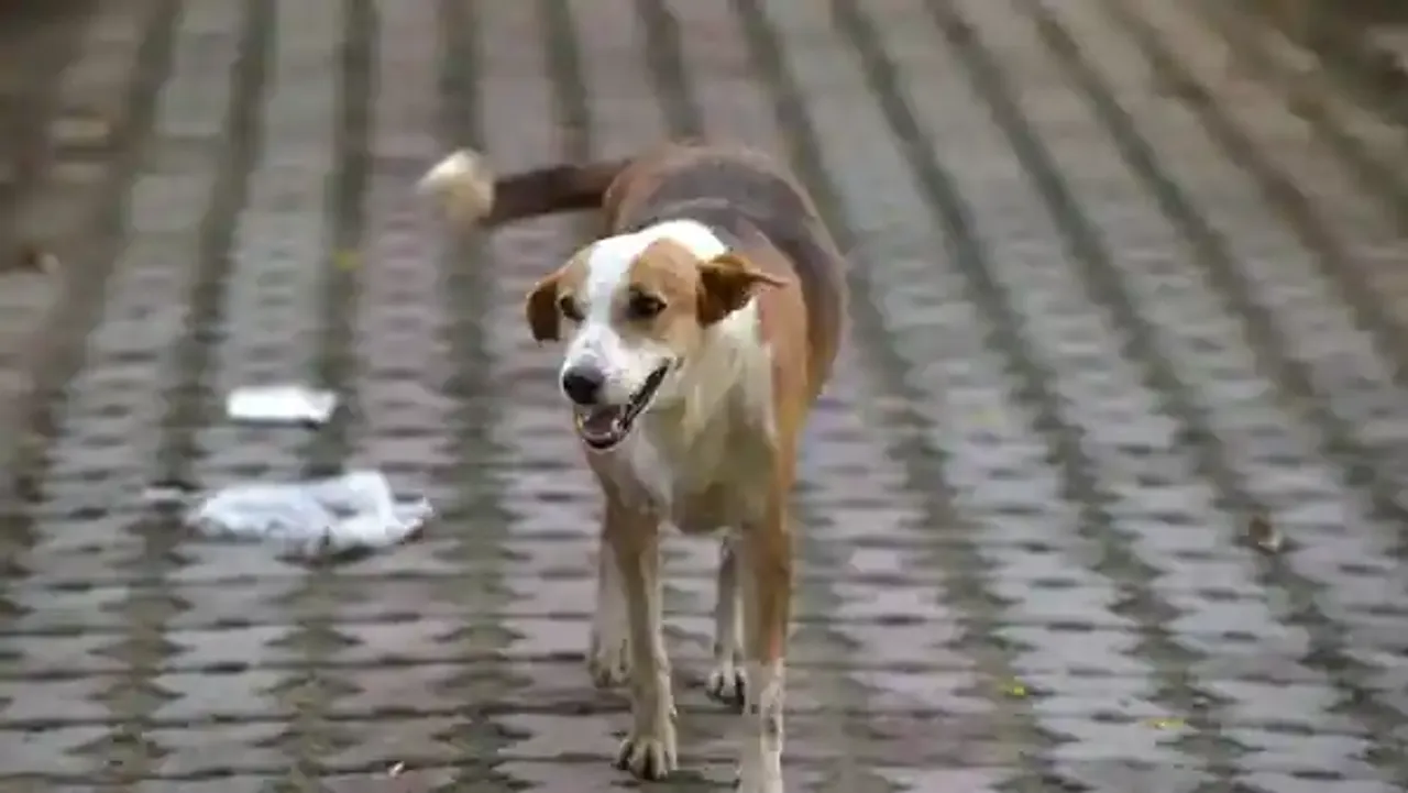 Stray Dogs Pet India Noida