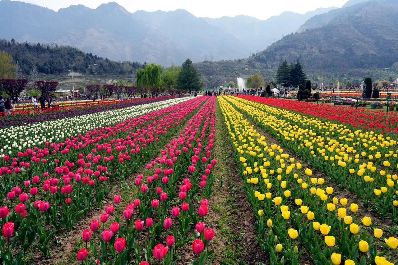 Srinagar Tulip Garden in Full Bloom