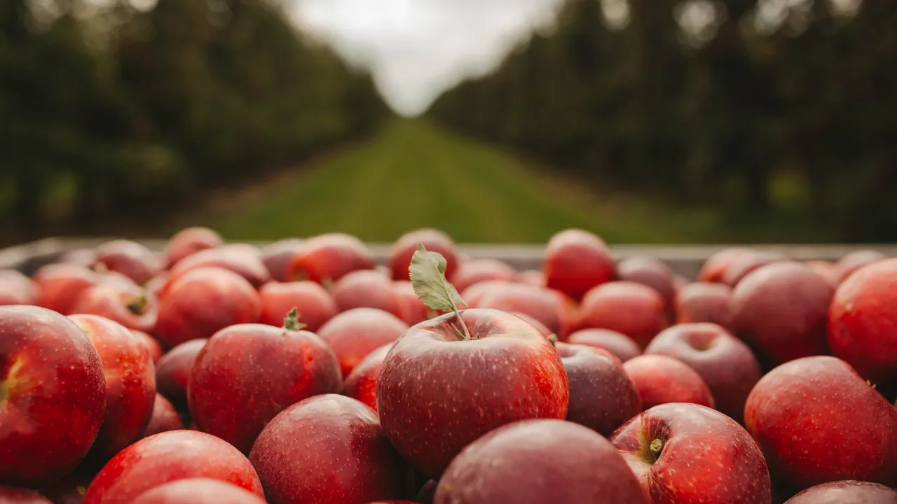 American apples.jpg