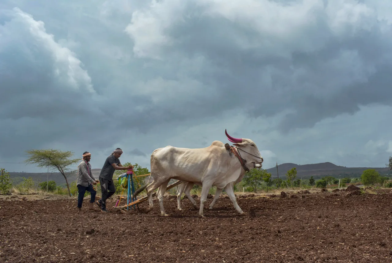 Farmers sow soybean seeds on a field as monsoon clouds cover the skyline, at Ghogaon village, in Karad