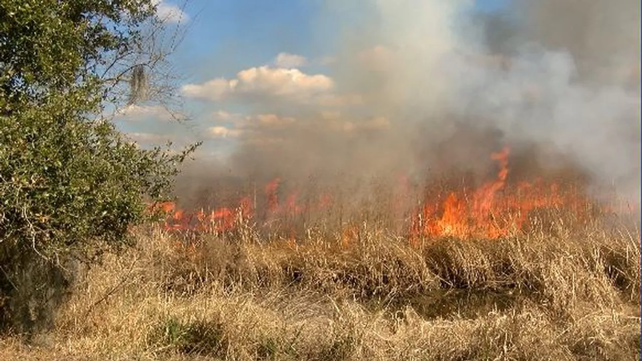 Savannah controlled fire.jpg