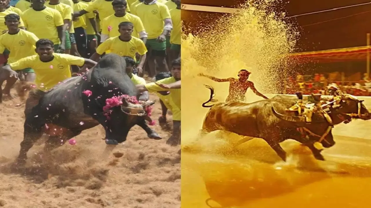 Kambala and Jallikattu.jpg