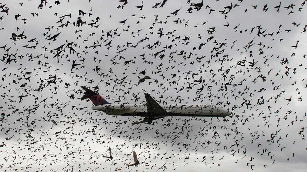 plane collides with a bird