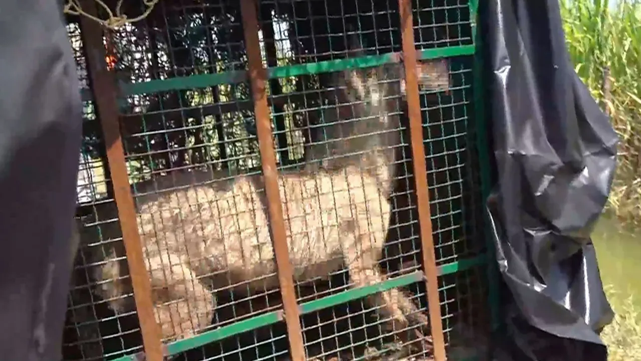 A wolf, part of a pack which has allegedly killed at least seven people, being taken in a cage after it was captured, in Bahraich district, Thursday, Aug 29, 2024.