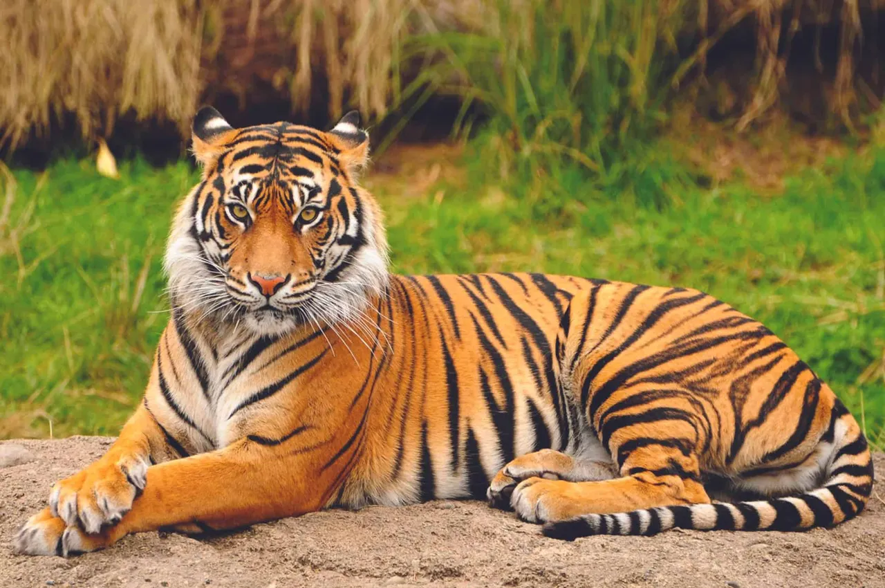 Tiger.jpg