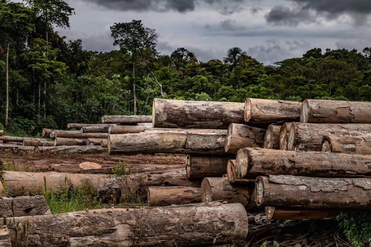 European Union deforestation.jpg