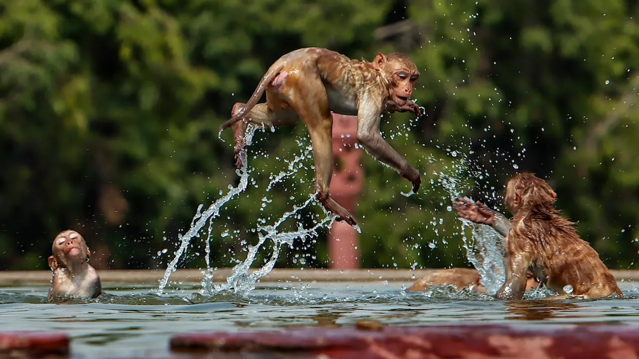Monkeys play in a pond to beat the heat on Vijay Chowk during a hot summer afternoon in New Delhi on Monday, May 20, 2024 heatwave