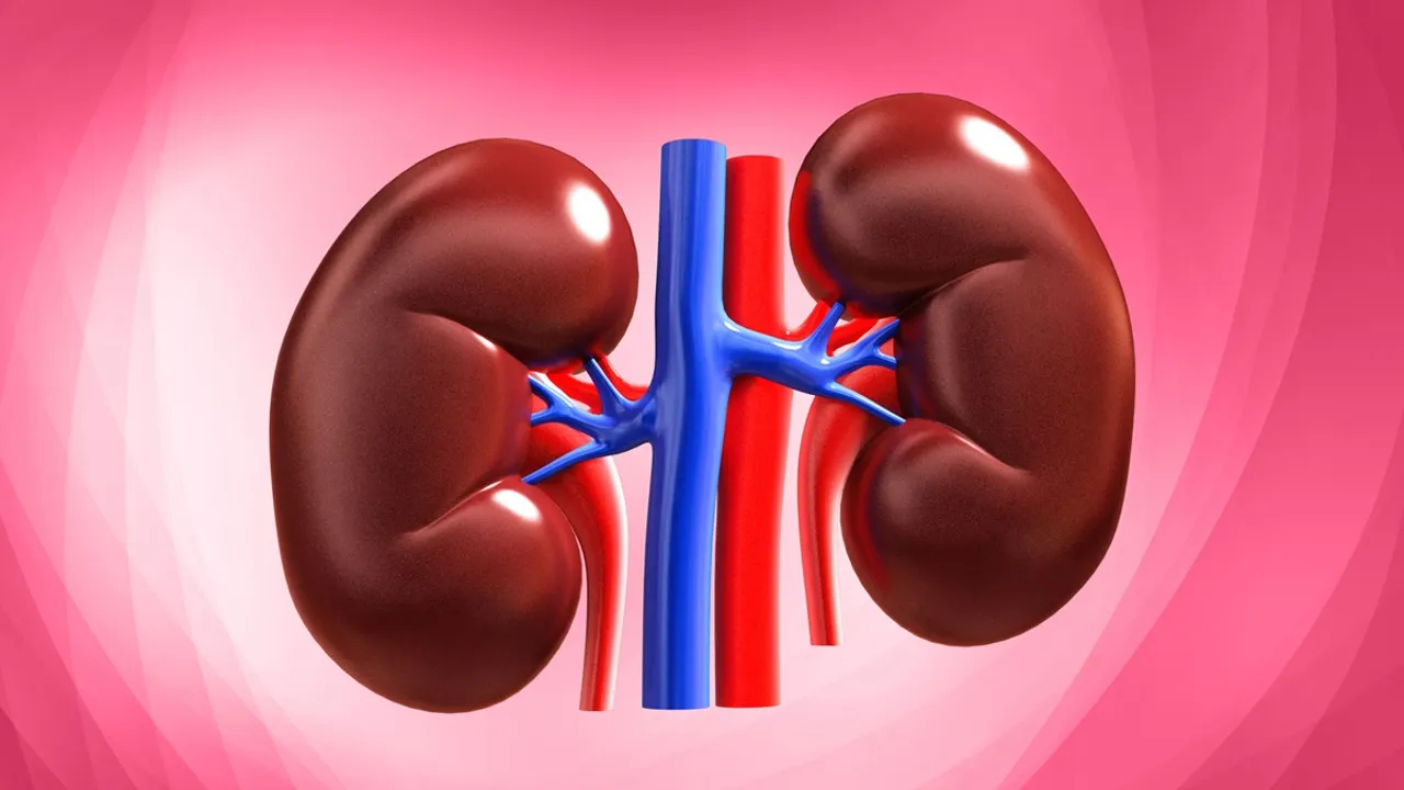 Kidneys