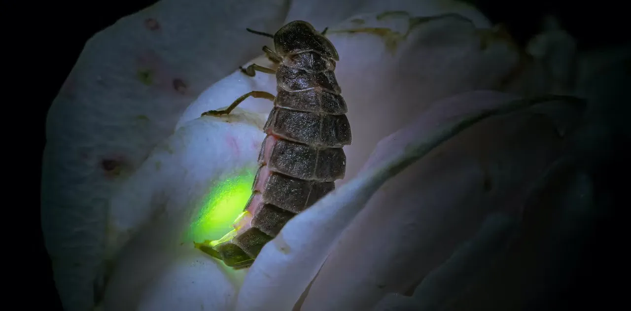 firefly.jpg
