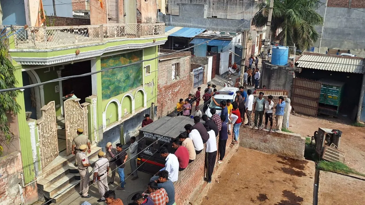 Police and forest department officials conduct a search operation to rescue a leopard from a residential area, in New Delhi, Monday, April 1, 2024