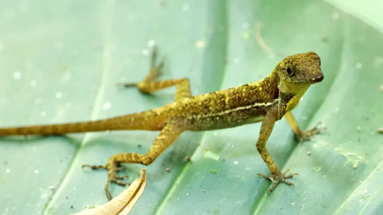 climate change Lizard.jpg