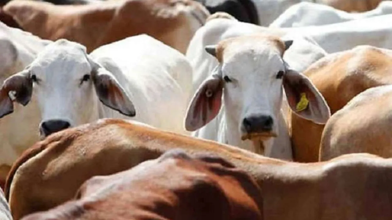 Rajasthan Stray Cows