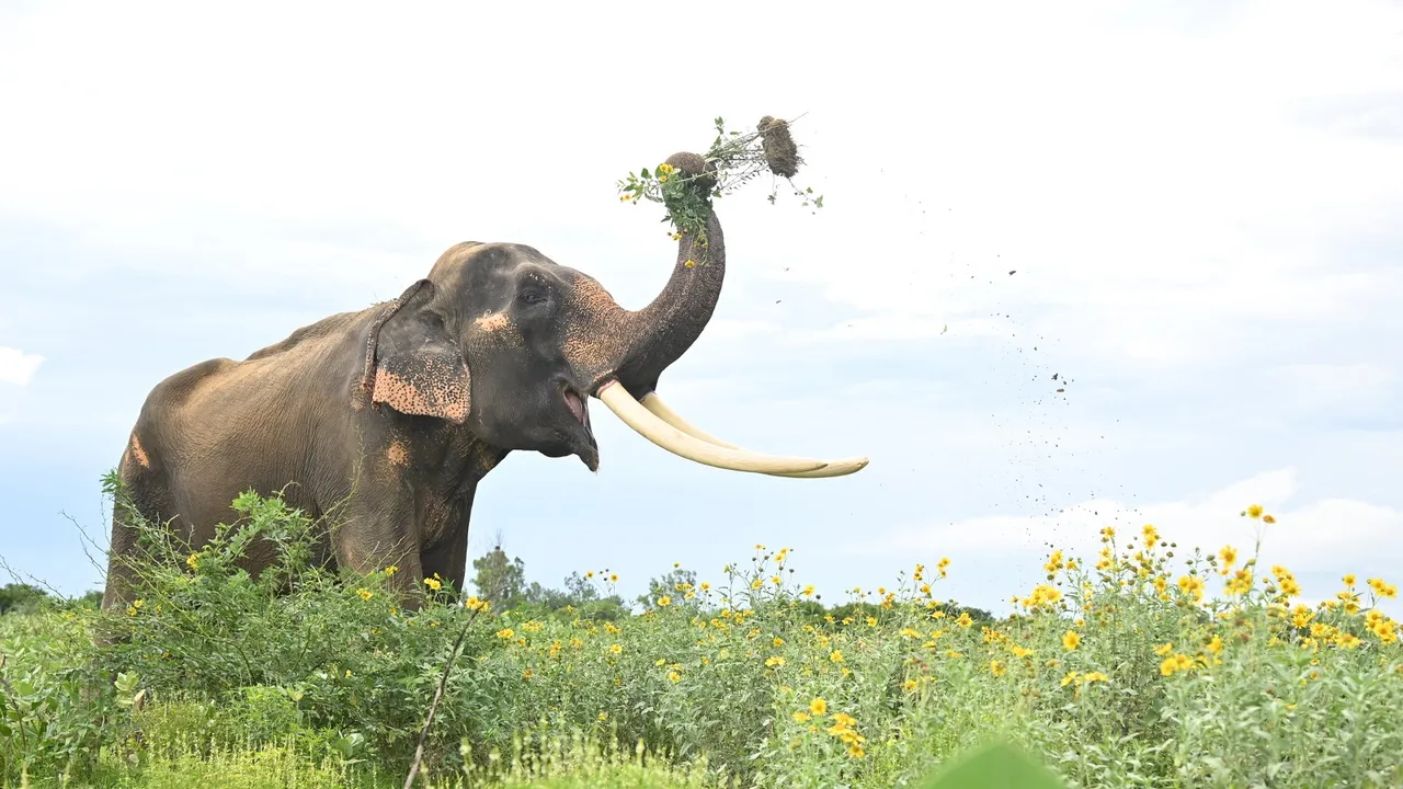 large herbivores invasive plants.jpg