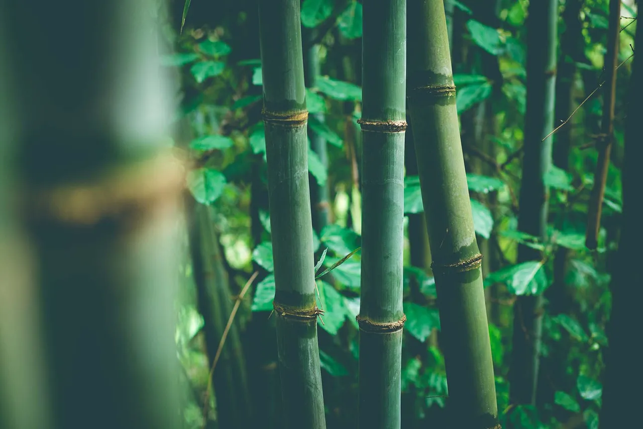 Bamboo.jpg