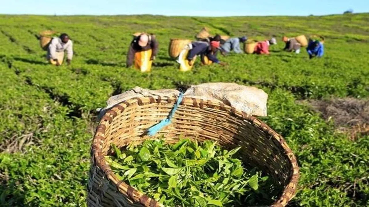 Darjeeling Tea Leaves.jpg