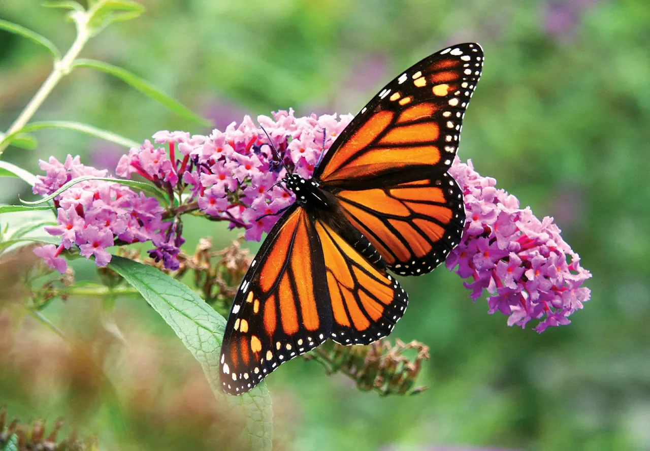 butterfly