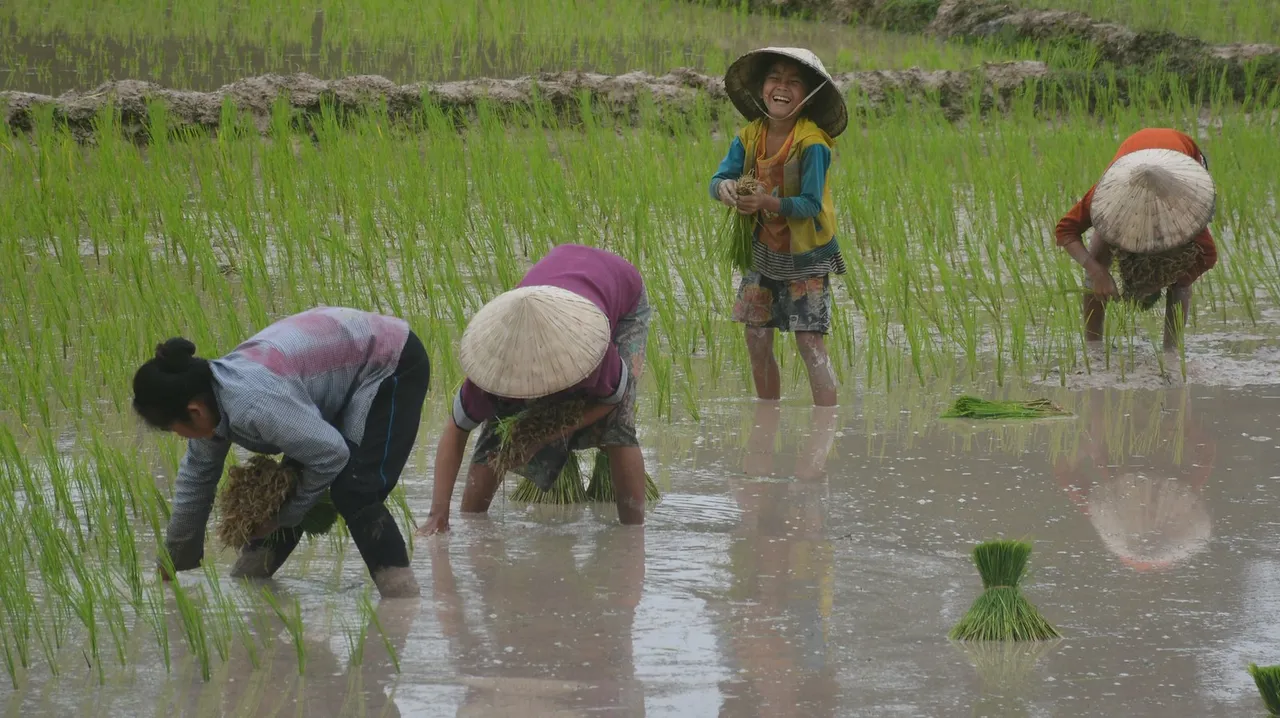 rice farming in rain