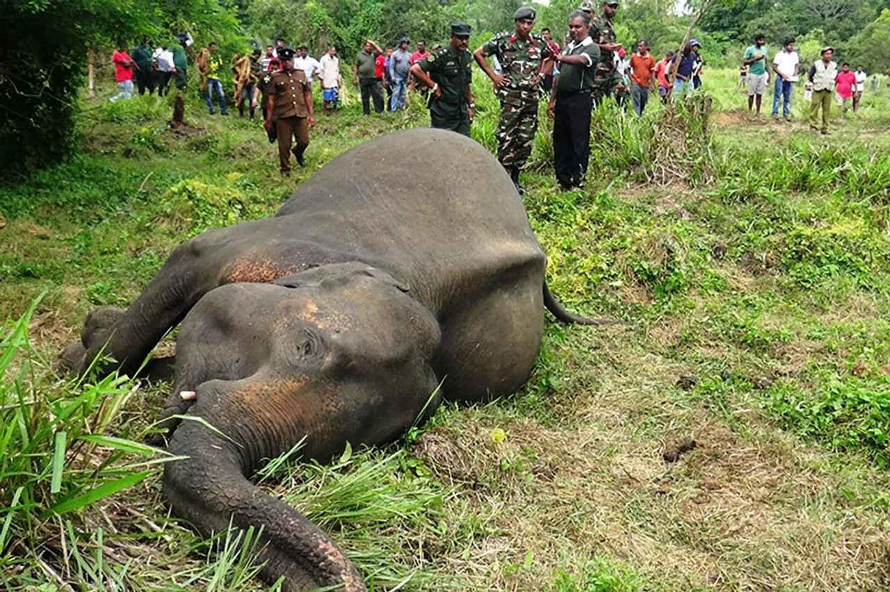 Elephants killing in Sri Lanka.jpg