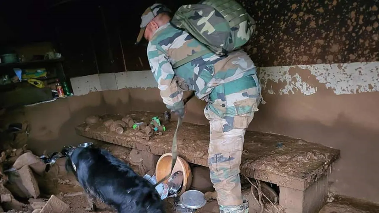 The dogs are using their keen sense of smell to help find survivors trapped in the rubble