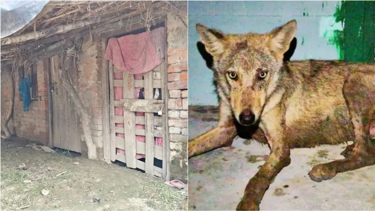 wolves attacking children in UP