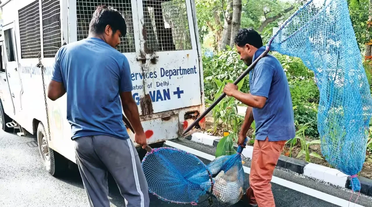stray dogs catchers.jpg