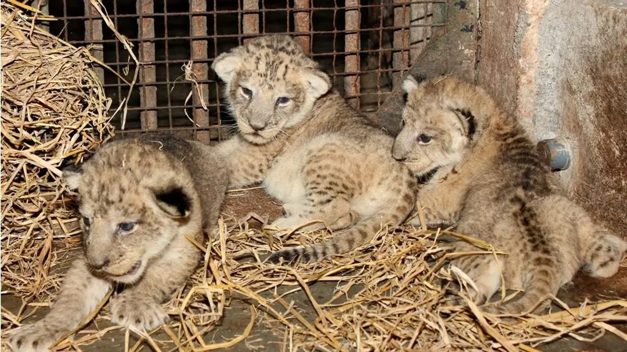 lion cubs
