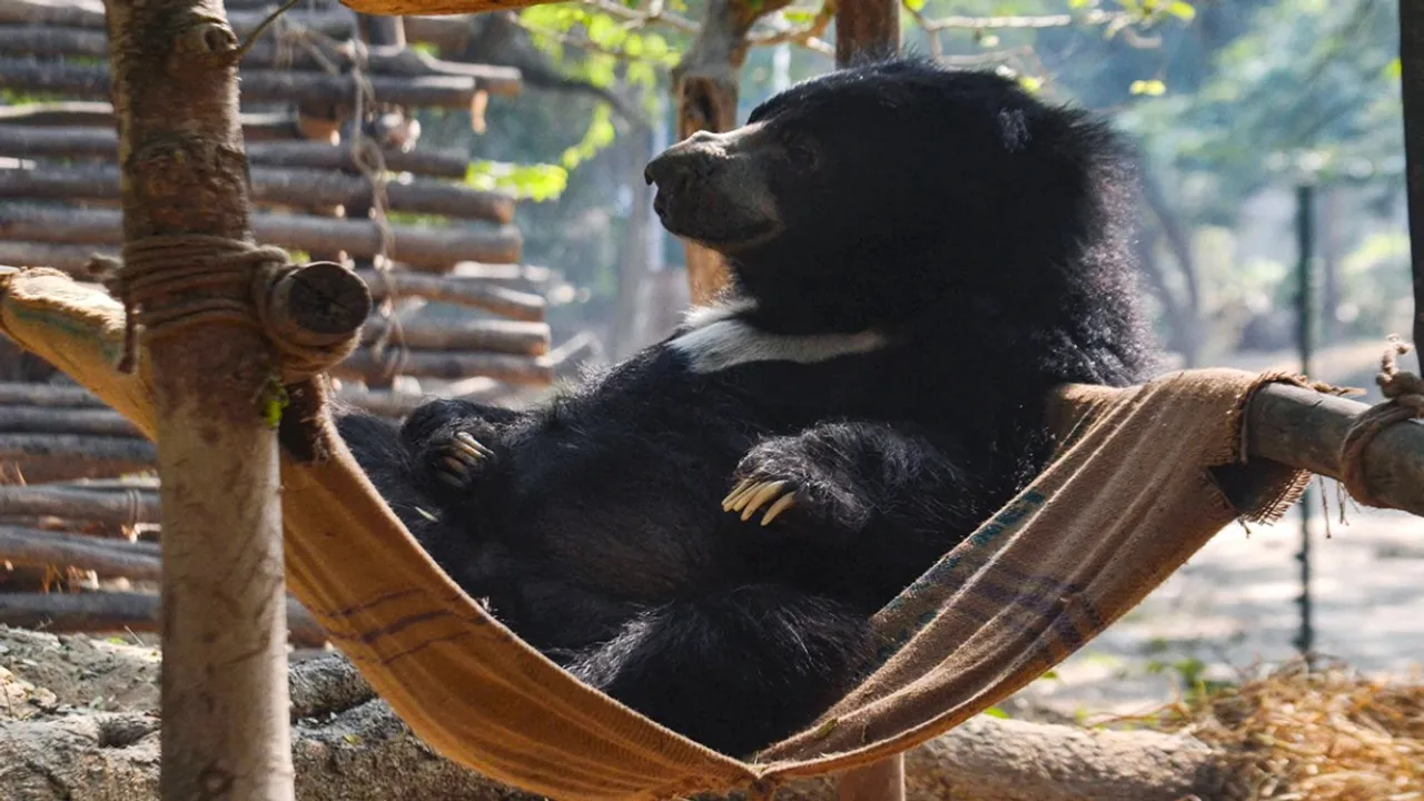 Bear.jpg