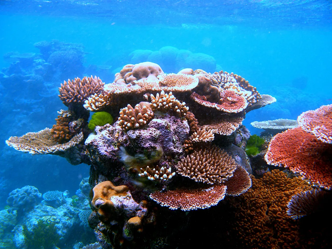 coral reefs.jpg