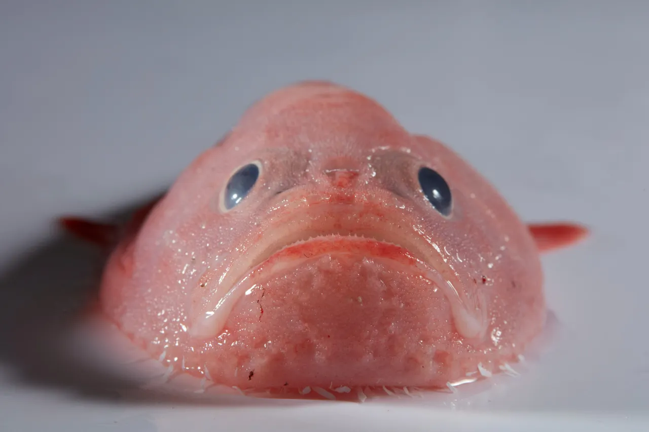Indian Ocean Organism Animal Fish