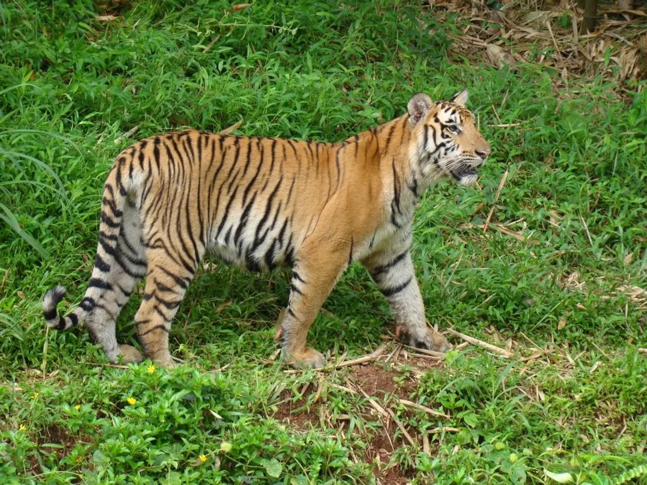 Tigress.jpg