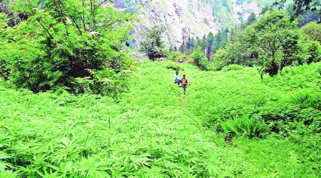 Himachal-cannabis-cultivation-Hemp