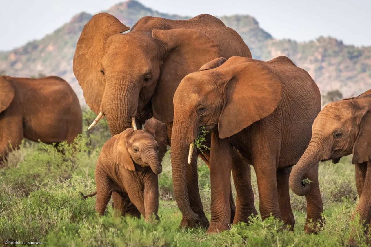 African Elephants Kenya Wildlife