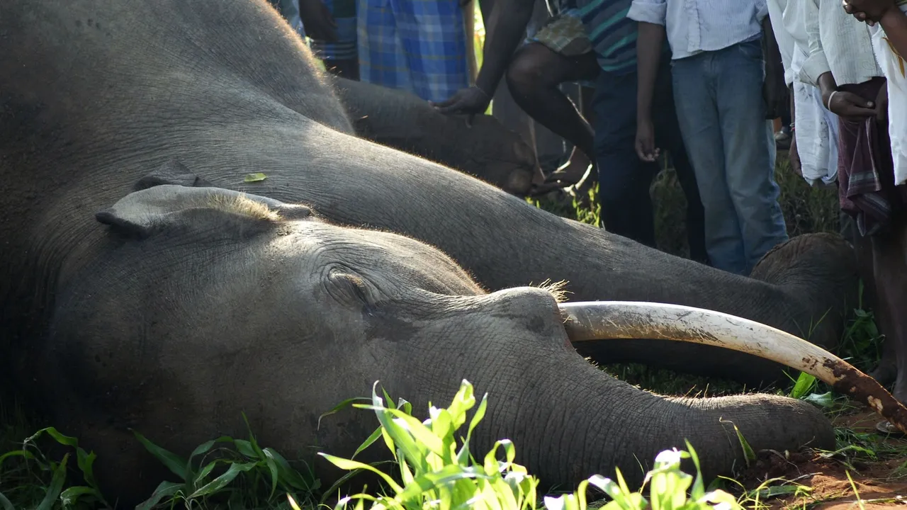 ELEPHANT ELECTROCUTED.jpg