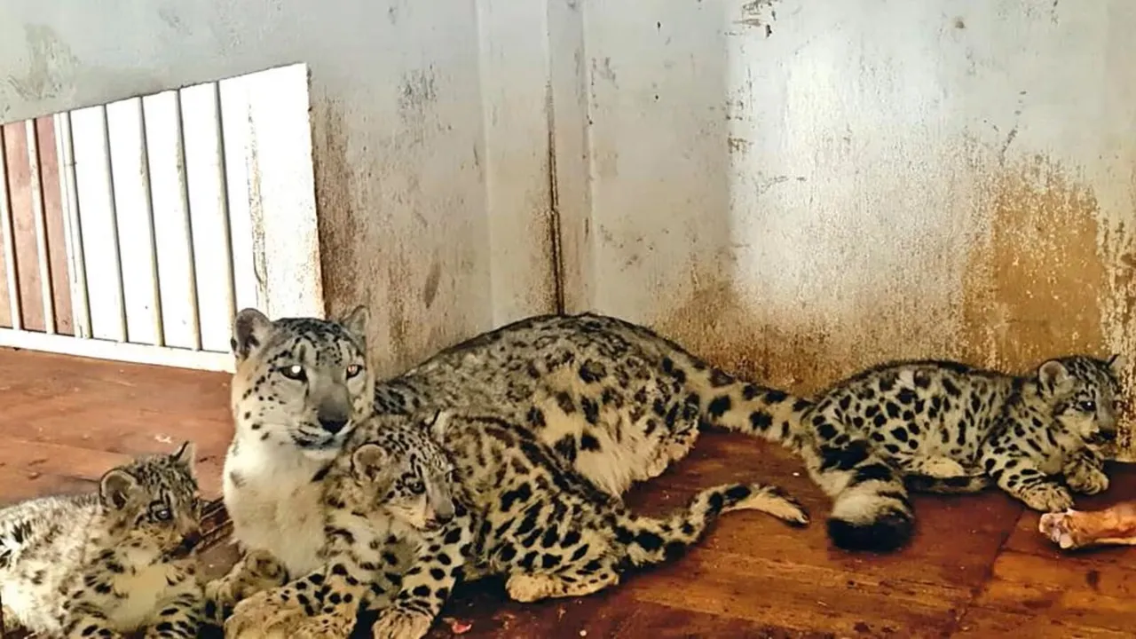 Seven leopard cubs die