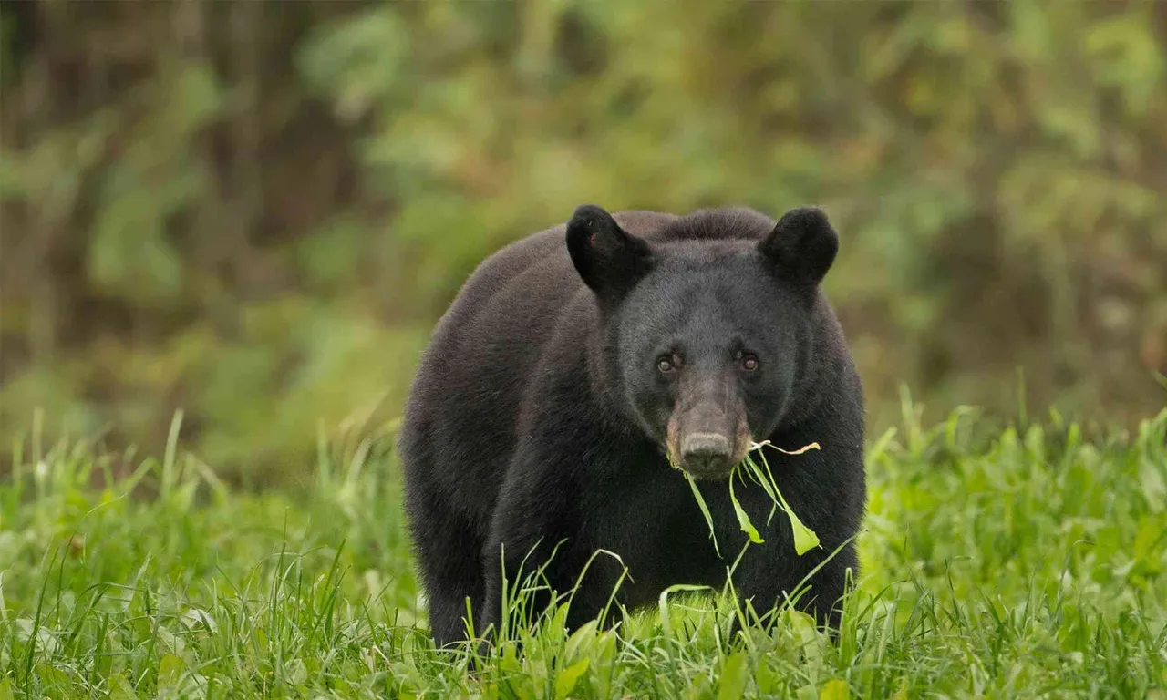 black bear.jpg
