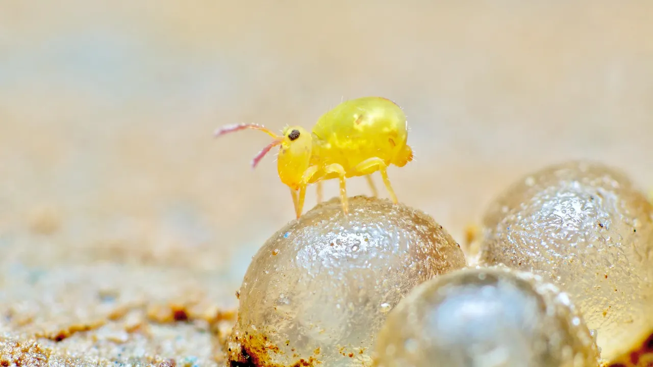Insect soil.jpg
