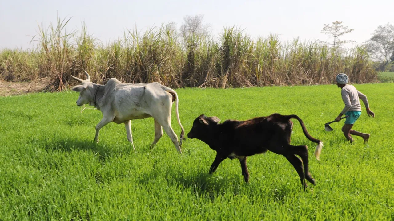up cattle problem