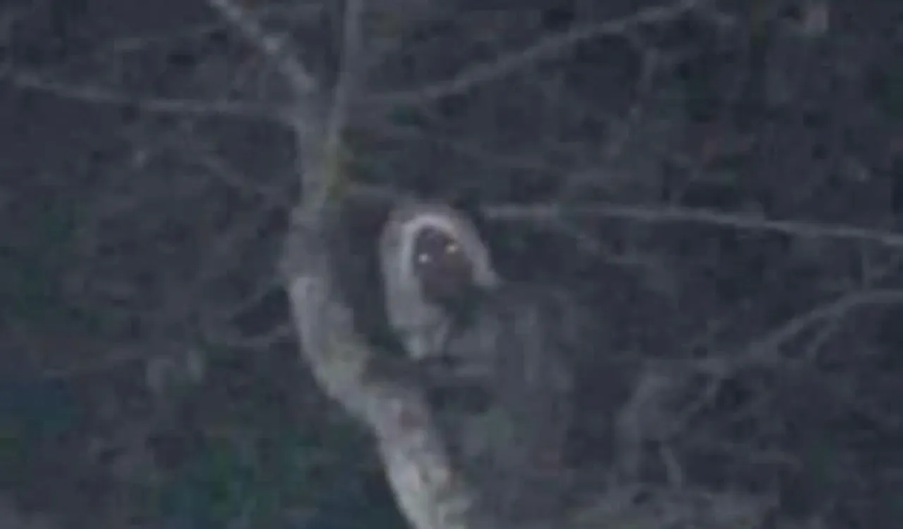 Mexican president posts photo of elf, a mischievous woodland spirit