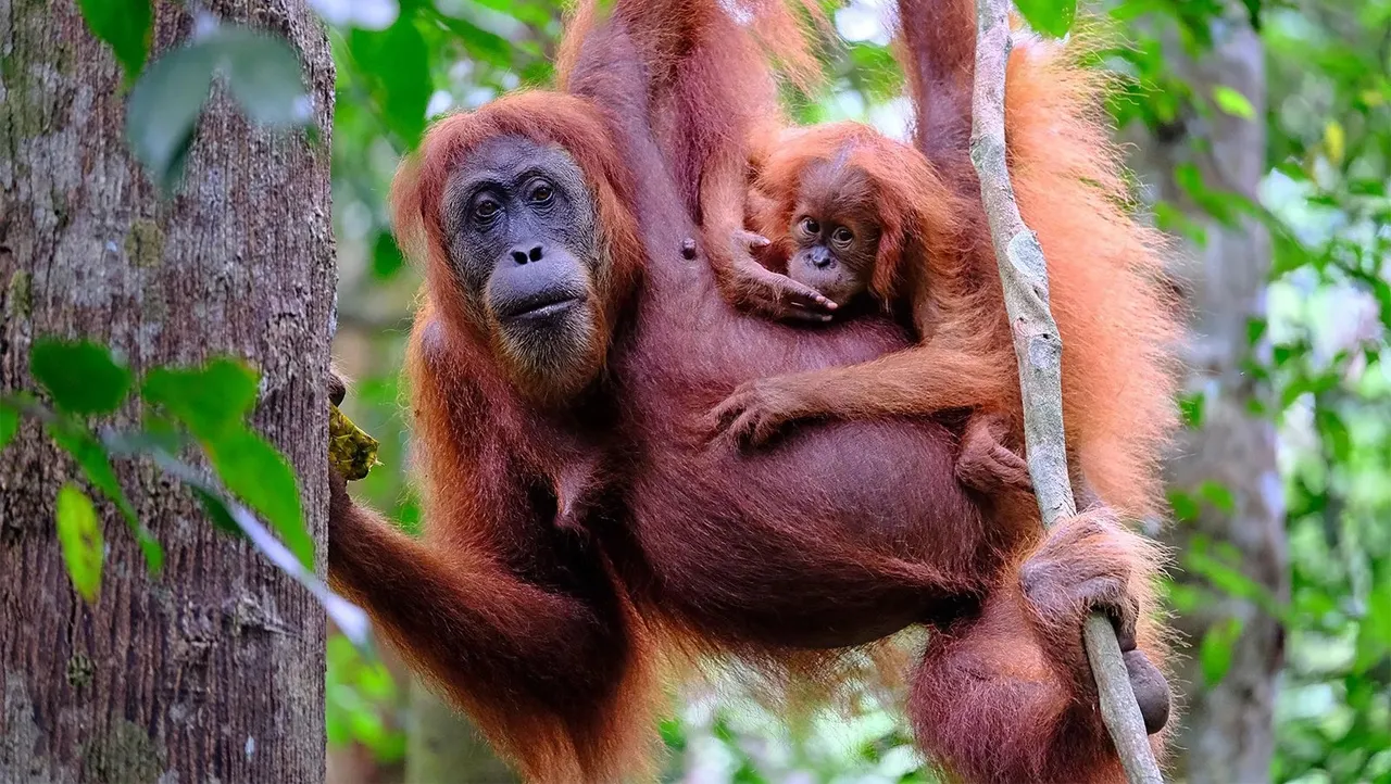 apes Orangutans trees ground