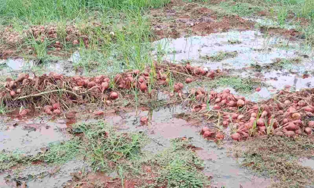 Rain affected onion.jpg