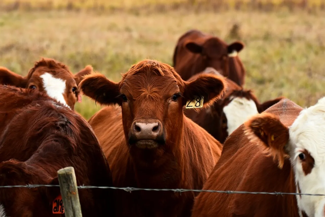 Cow Climate Methane Dairy Milk Farmer Livestock