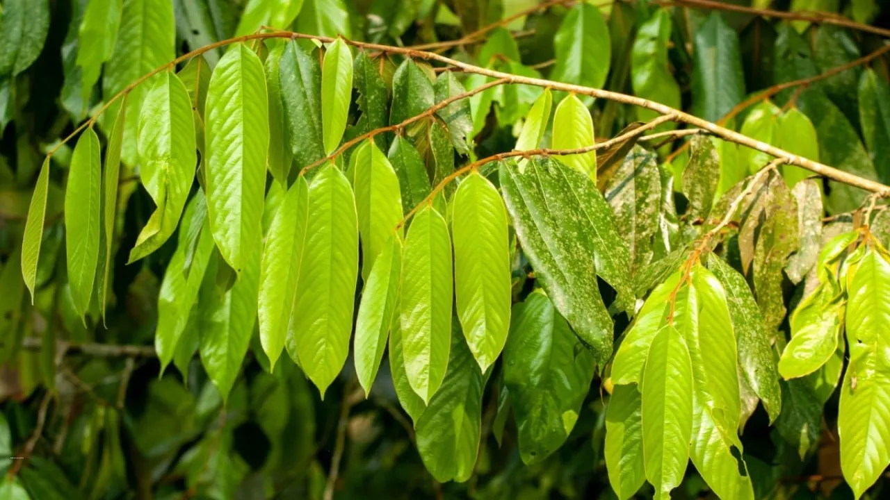 meiogyne arunachalensis.jpg