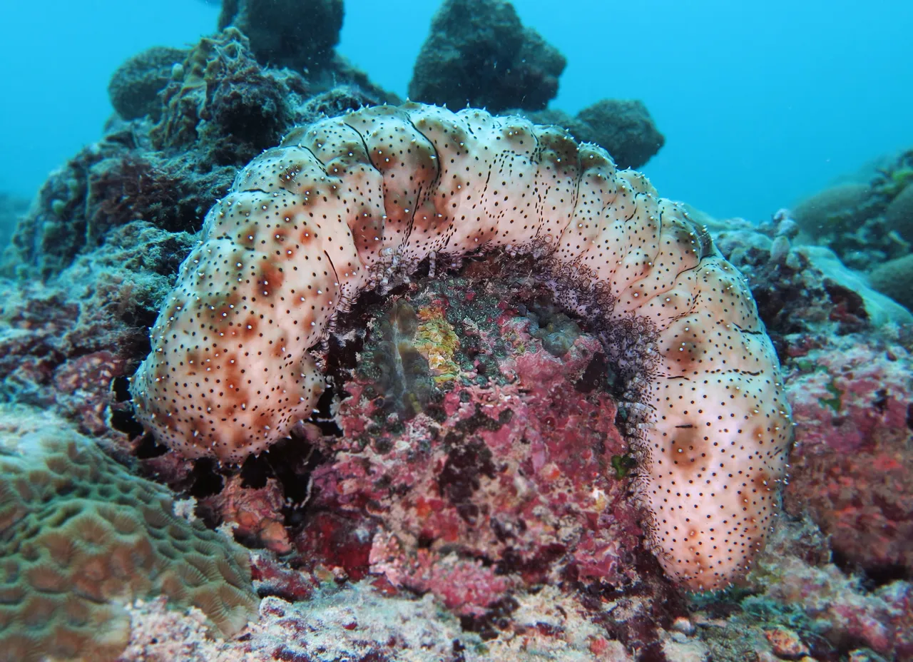sea cucumber.jpg