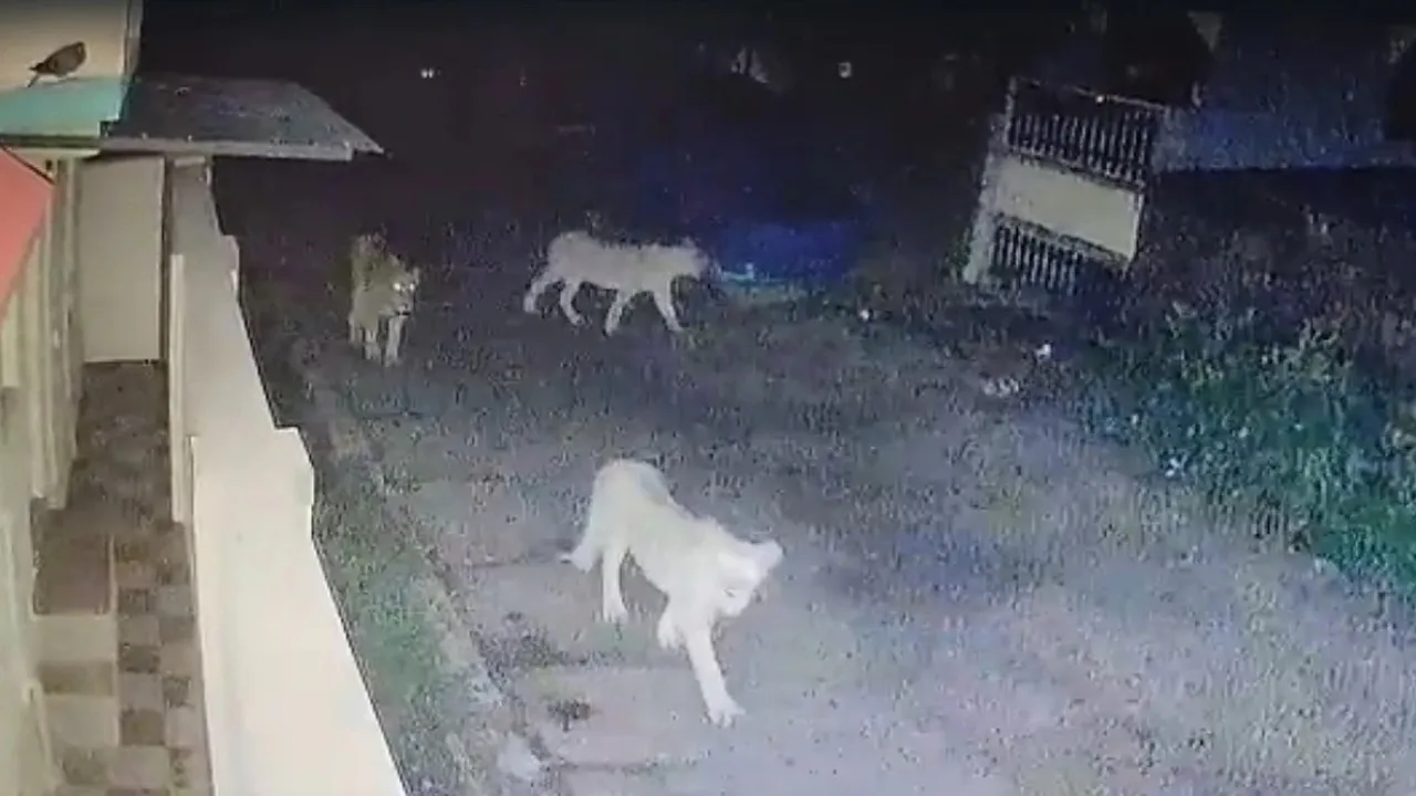 Gir Lion