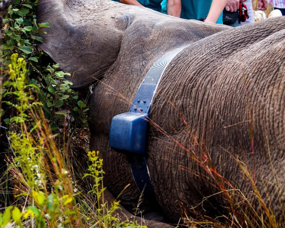 collared elephant.jpg